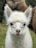 A fluffy, white alpaca with big eyes gazes directly at the camera. Its fur is soft and curly, and its ears are perked up. Behind it, another alpaca with darker brown fur is partially visible. The background consists of green foliage, suggesting a natural outdoor setting.