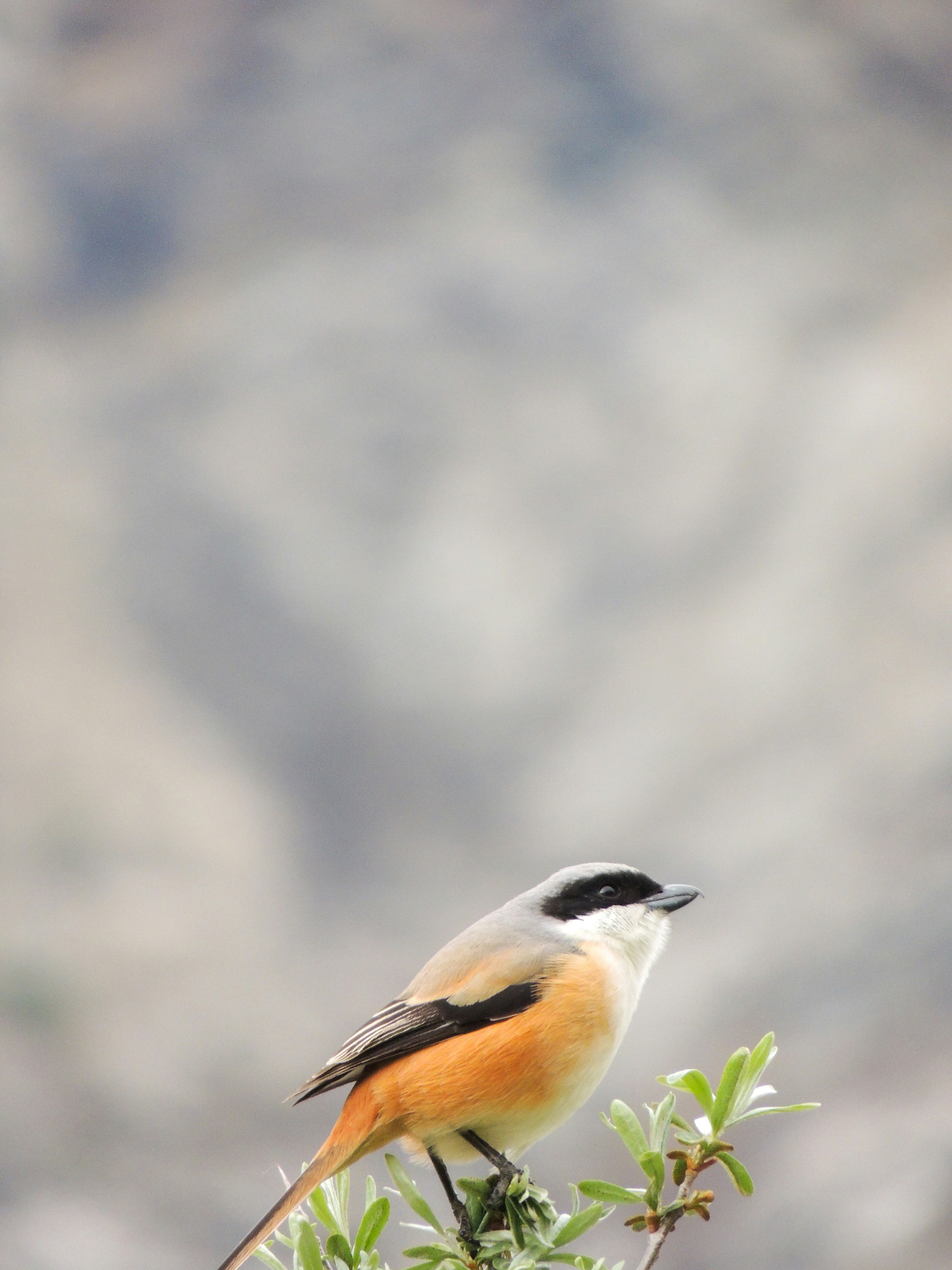 un petit oiseau perché au sommet d’une branche d’arbre