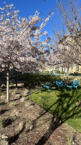 A serene outdoor seating area surrounded by cherry blossom trees.