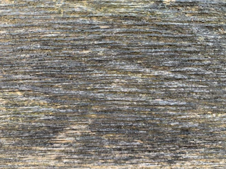 Close-up of delicate textures on a weathered wooden surface in warm tones.