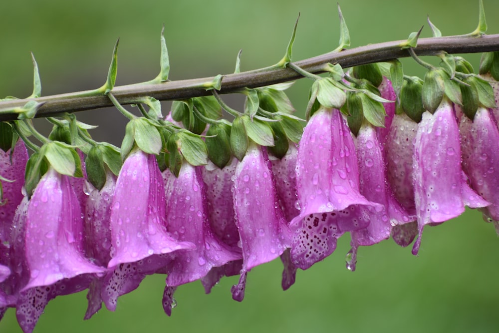 a bunch of pink flowers with water droplets on them