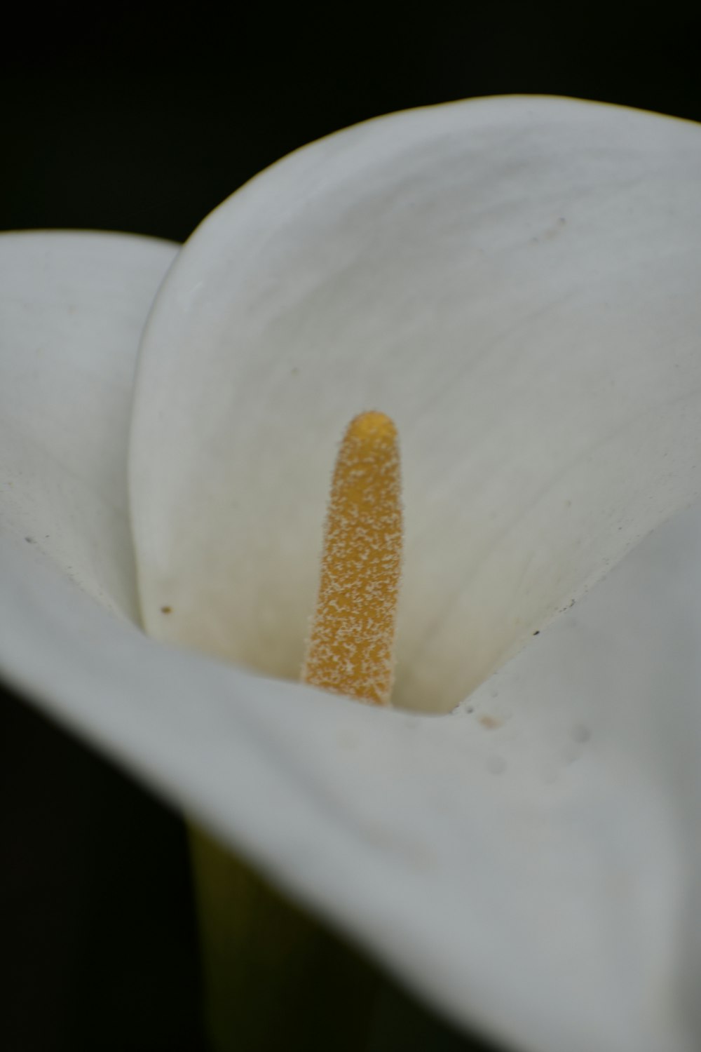 a close up of a white flower with a yellow stamen