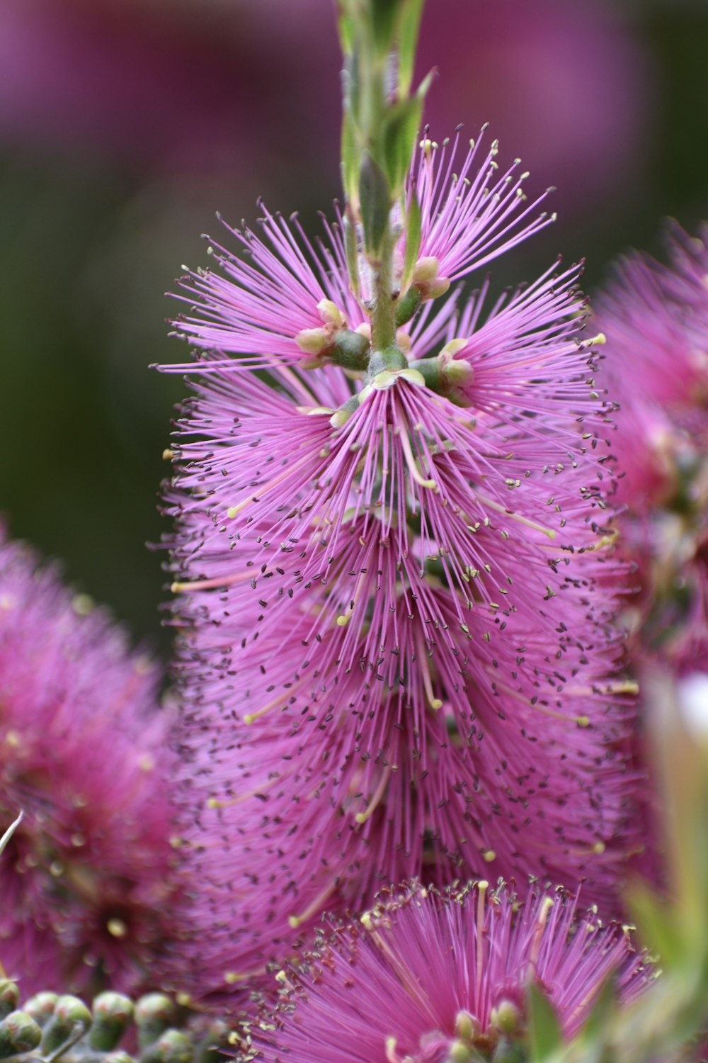 a close up of a pink flower on a plant