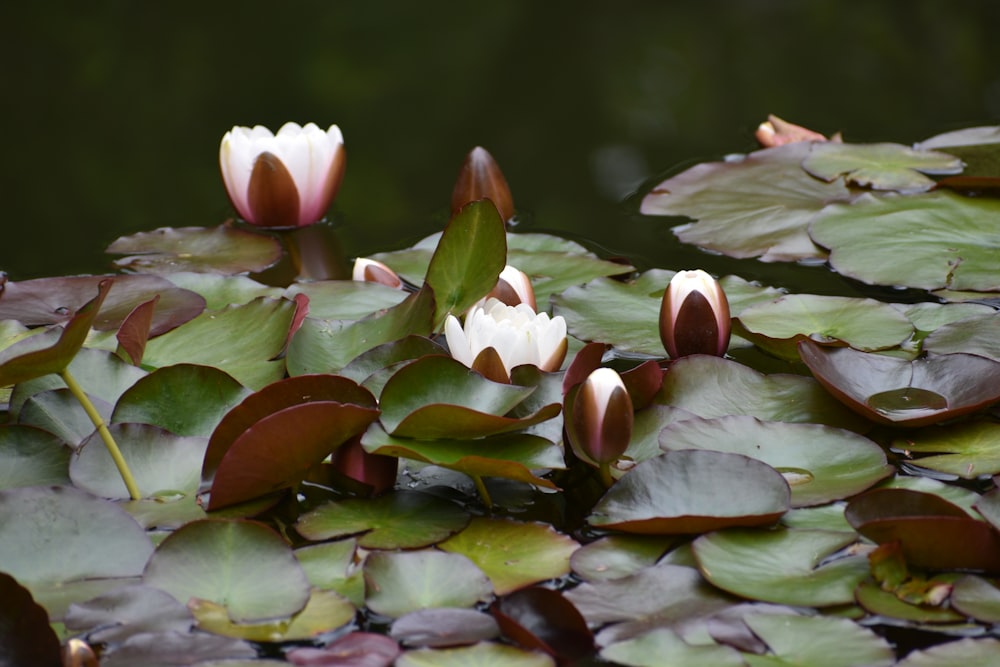 a group of water lilies floating on top of a pond