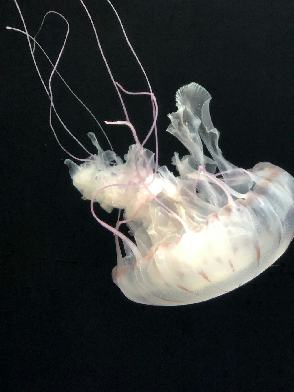 a close up of a jellyfish on a black background