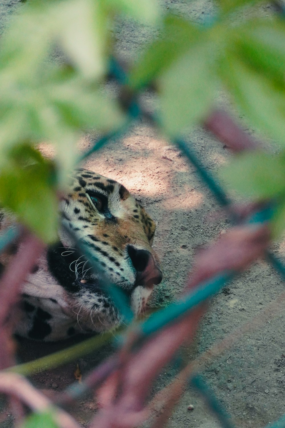 a cat laying on its back in the dirt