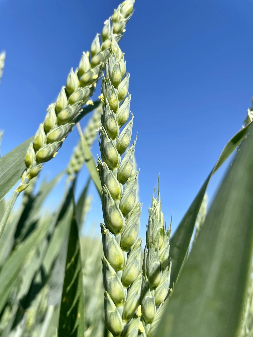 a close up of a green plant with a blue sky in the background