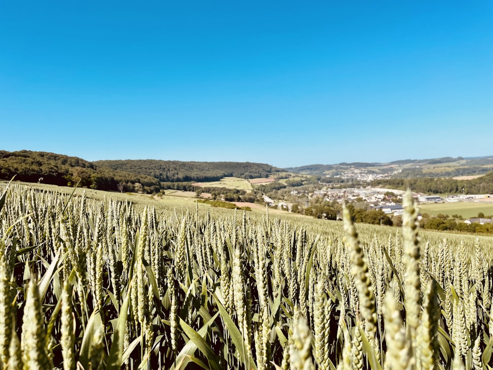 a field of green grass with hills in the background