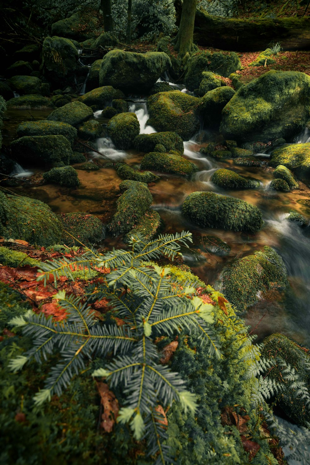 a stream running through a lush green forest