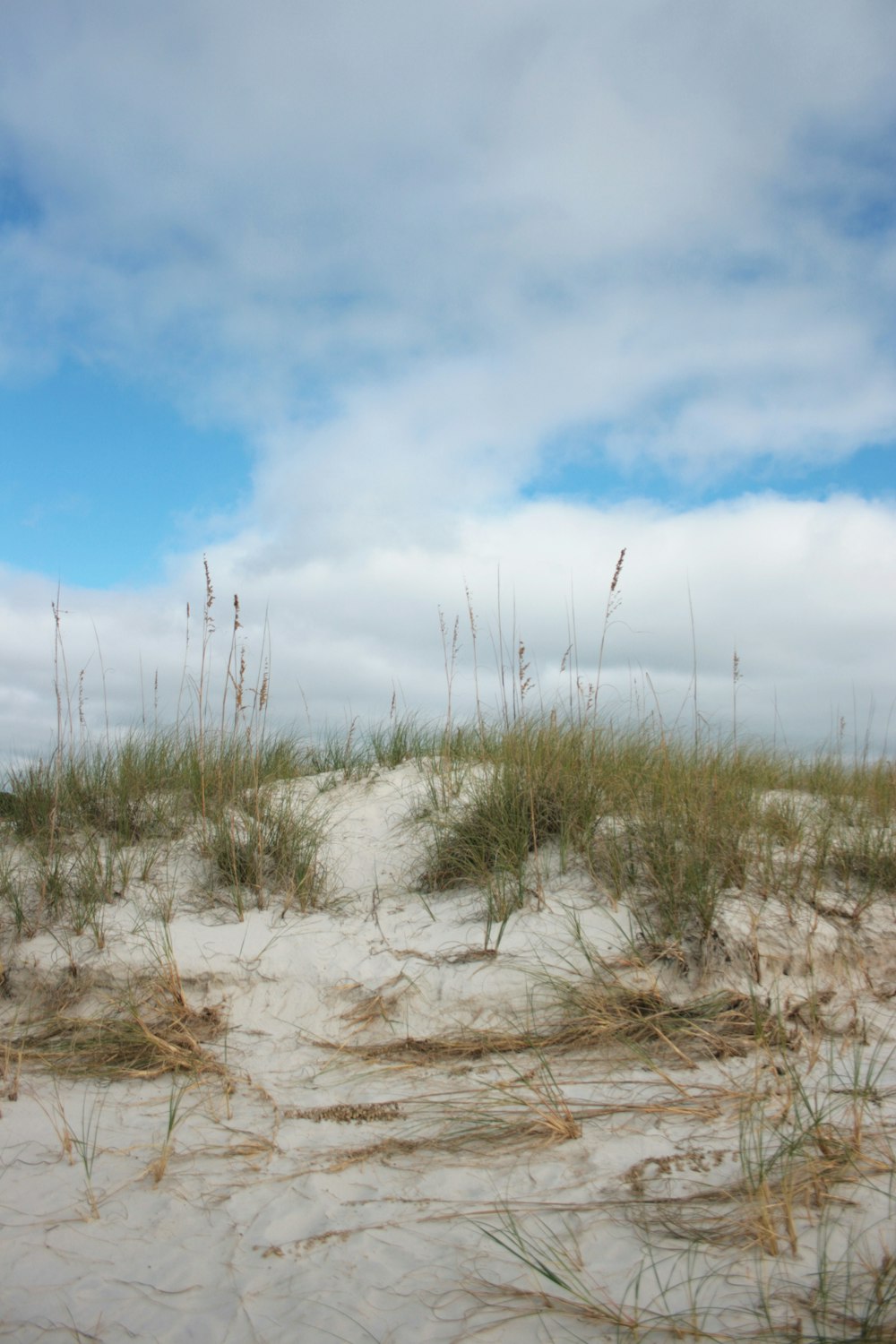 a sandy beach with grass growing out of the sand