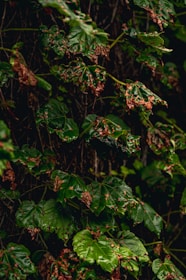 A dense cluster of dark green leaves with brown patches and edges, possibly indicating disease or decay. The leaves are wet, suggesting recent rain, and they are closely packed with intertwining stems.
