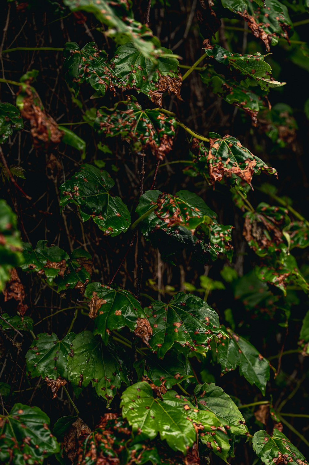 a bunch of leaves that are on a tree