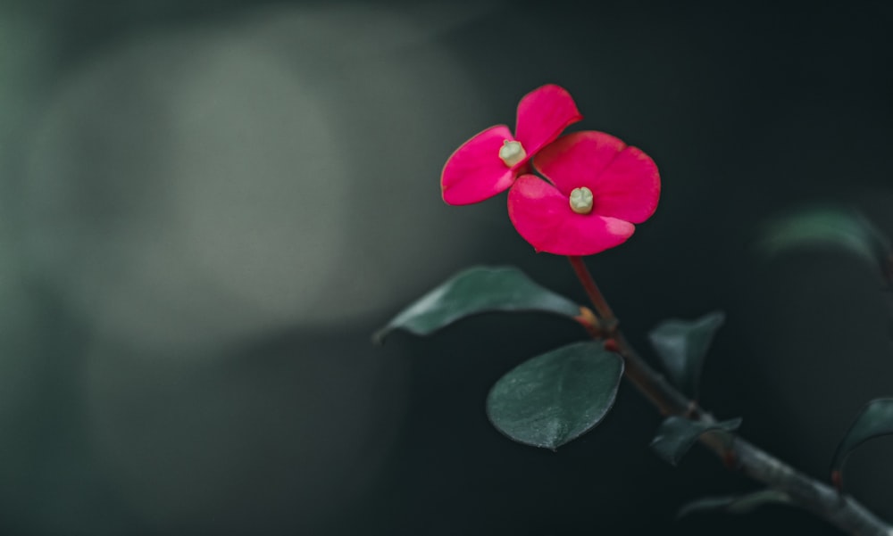 a single red flower with green leaves on a dark background