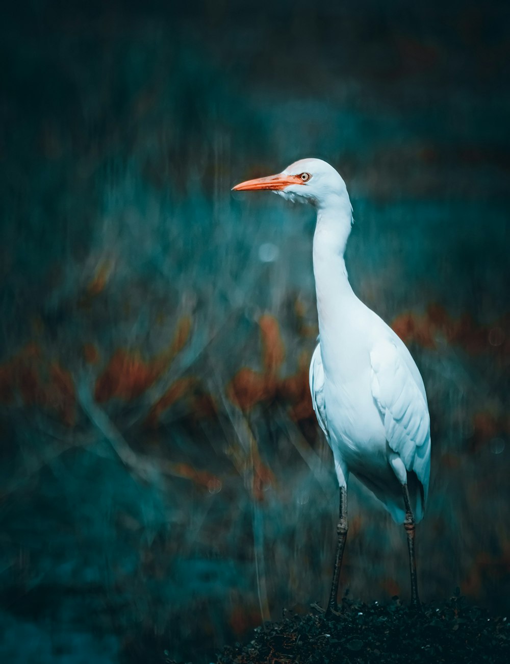 a large white bird standing on top of a grass covered field