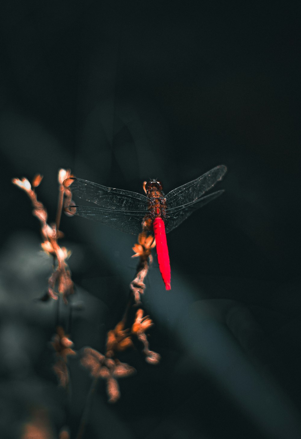 a red dragonfly sitting on top of a plant