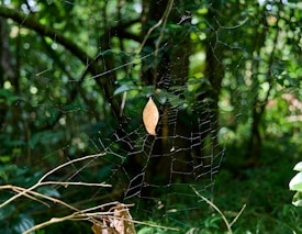 The image features a delicate spider web in a forest setting with a single brown leaf caught in its strands. The background is lush with green foliage, providing a serene and natural ambiance.