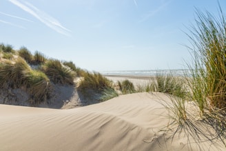 a sandy beach with grass growing out of the sand