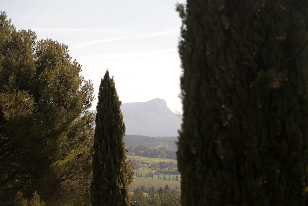 a couple of tall trees sitting next to each other