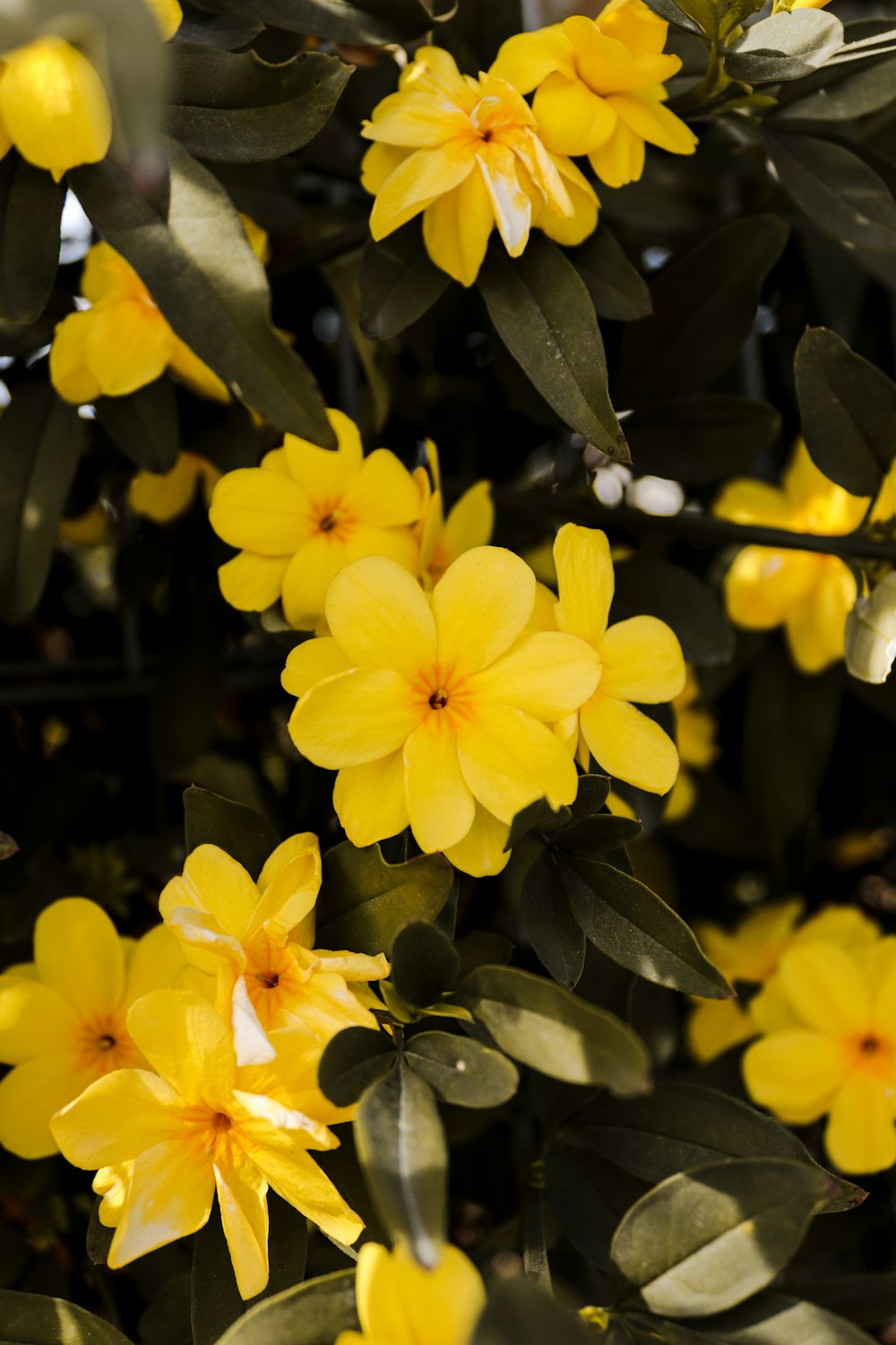 a bunch of yellow flowers that are on a tree