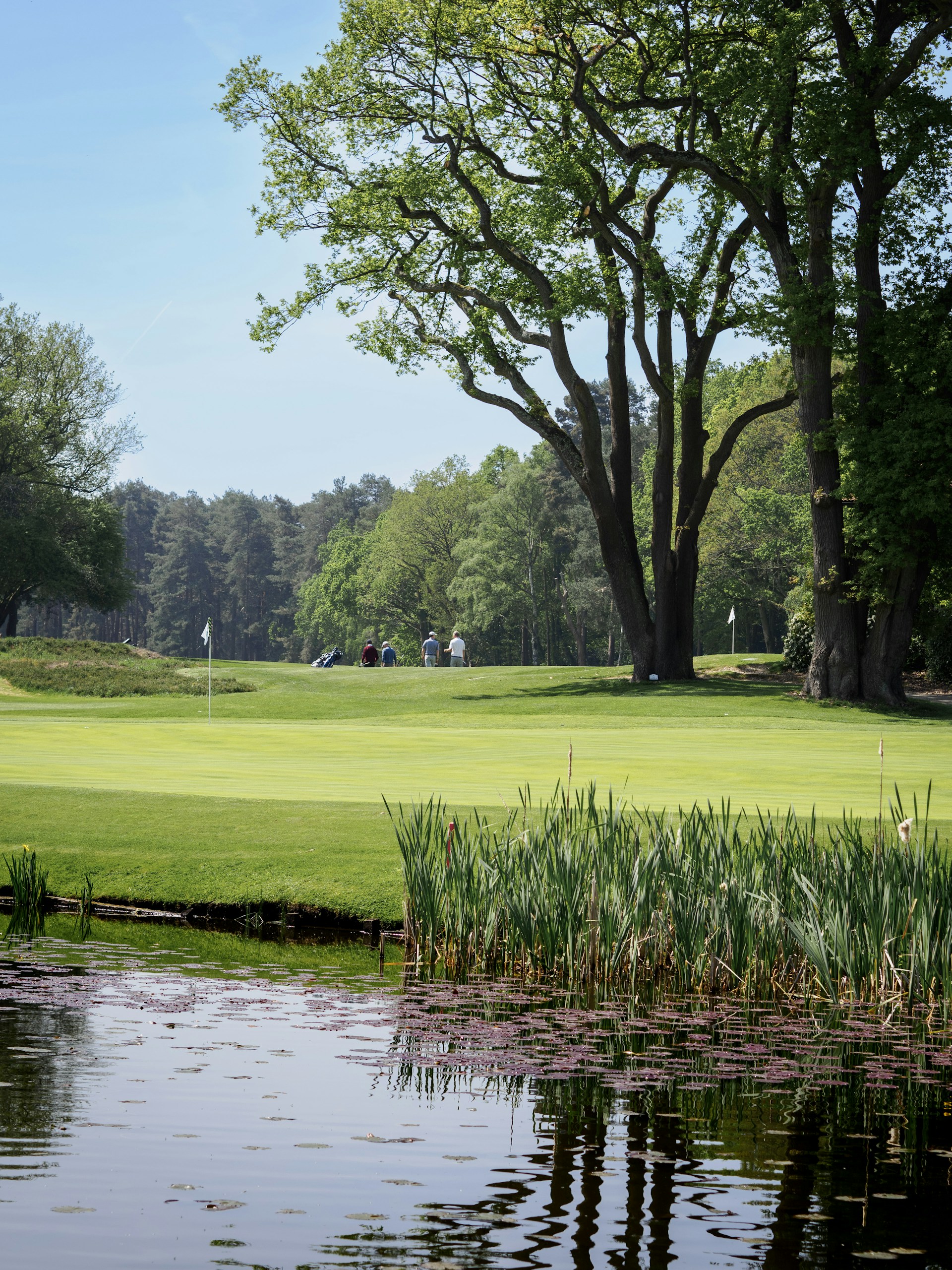 a golf course with a pond in the foreground