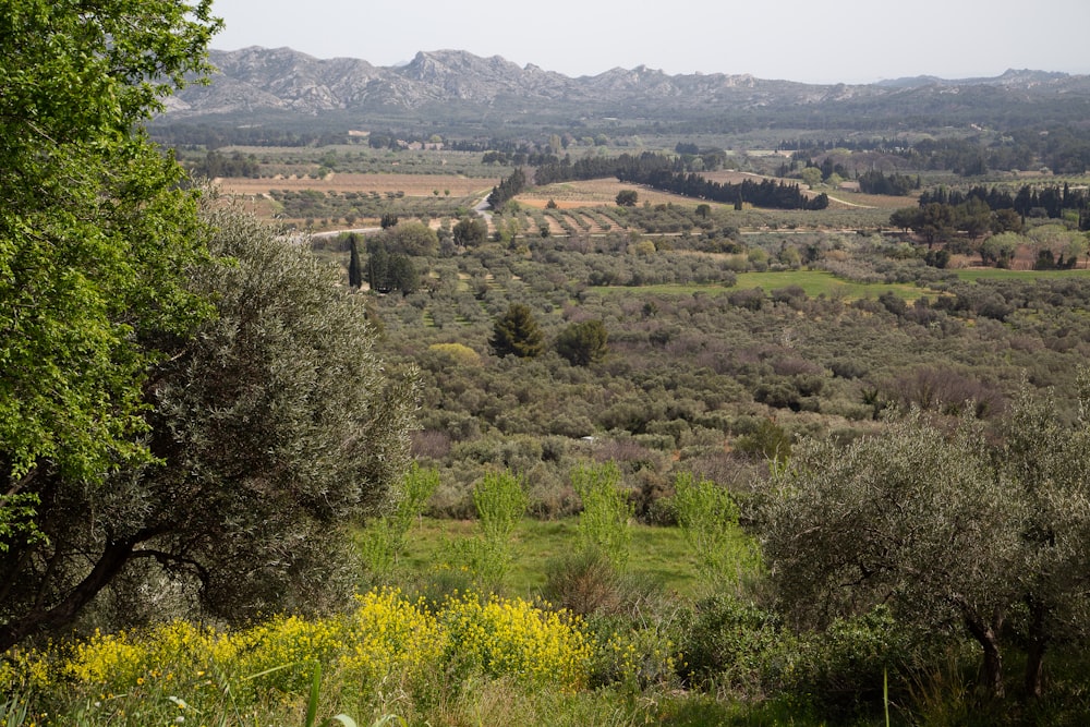 a view of a valley with trees and mountains in the background