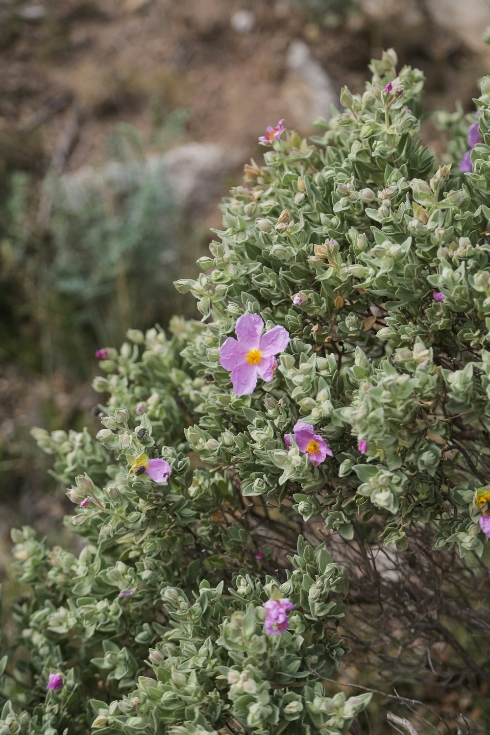 a close up of a flower on a plant