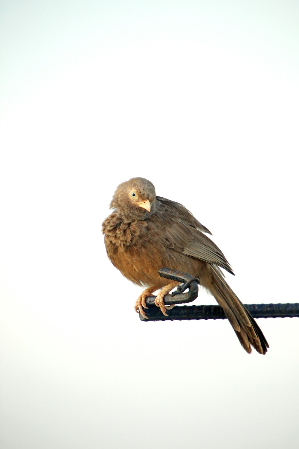 a brown bird sitting on top of a black wire