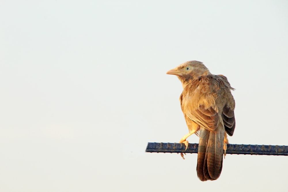 a bird sitting on top of a metal pole