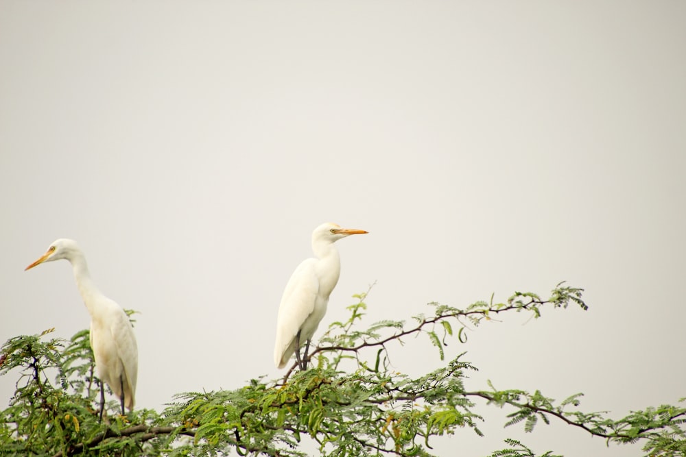 two white birds sitting on top of a tree branch