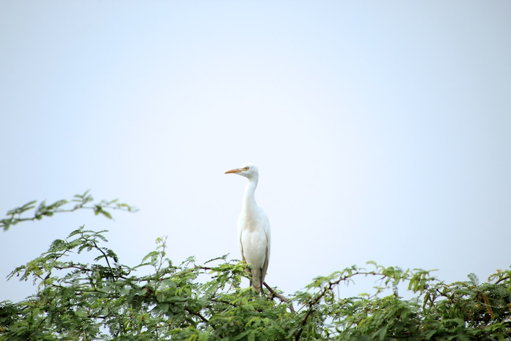 a large white bird sitting on top of a tree