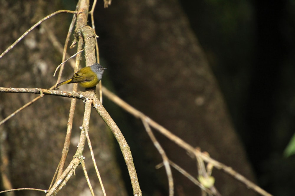 a small yellow bird perched on a tree branch