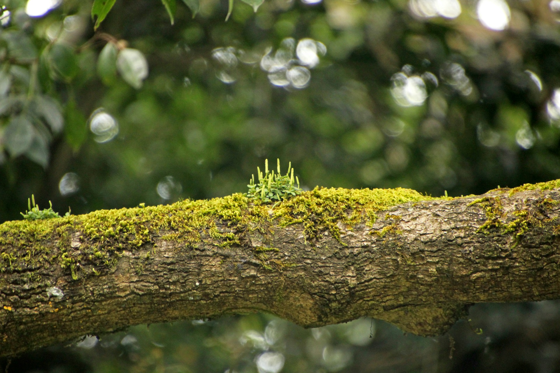 a tree branch with moss growing on it
