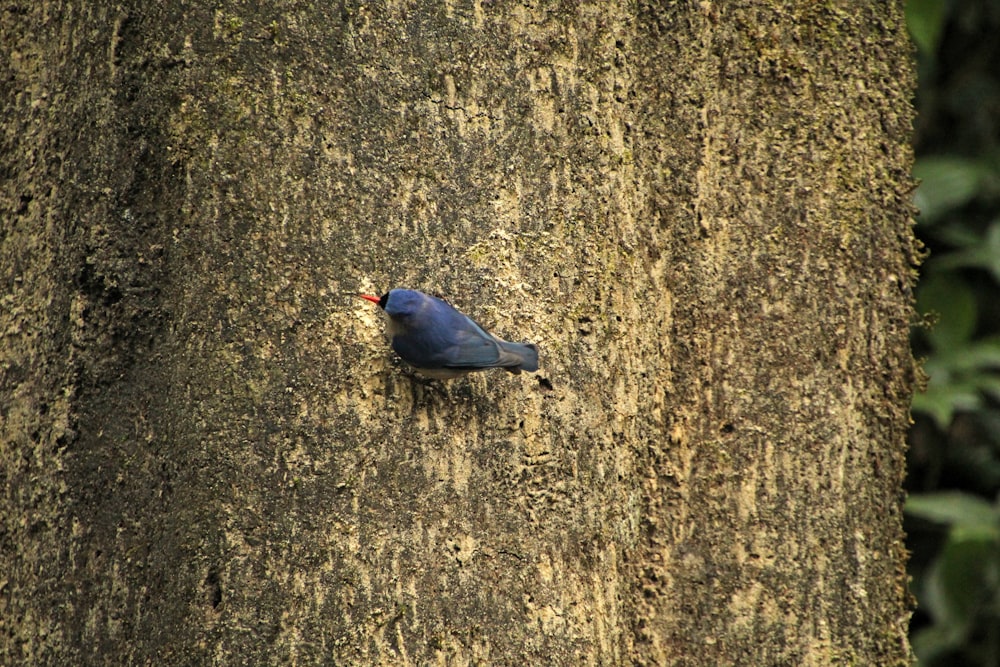 a blue bird sitting on the bark of a tree