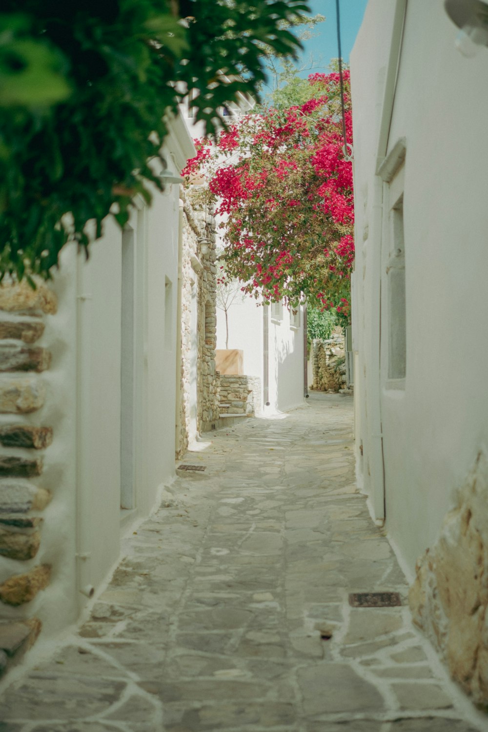 a narrow alley way with a pink flowered tree