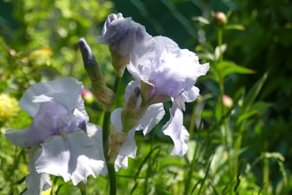 An artistic perspective of an iris garden under soft sunlight.
