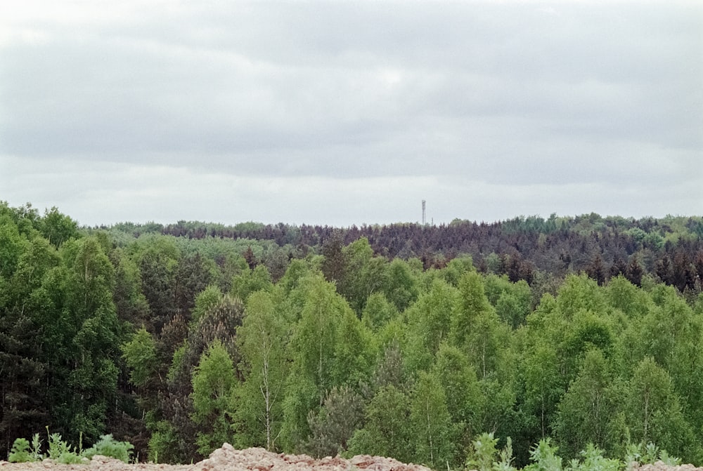 a herd of sheep grazing on top of a lush green forest