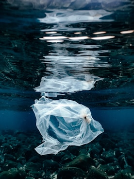 a plastic bag floating on top of a body of water