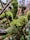 Moss-covered branches and tree trunks form an intricate, natural composition. The rich, green moss contrasts with the dark, coarse texture of the wood, creating a vibrant scene. The background is softly blurred, giving a sense of depth and focus to the moss in the foreground.