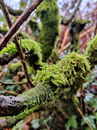 Moss-covered branches and tree trunks form an intricate, natural composition. The rich, green moss contrasts with the dark, coarse texture of the wood, creating a vibrant scene. The background is softly blurred, giving a sense of depth and focus to the moss in the foreground.