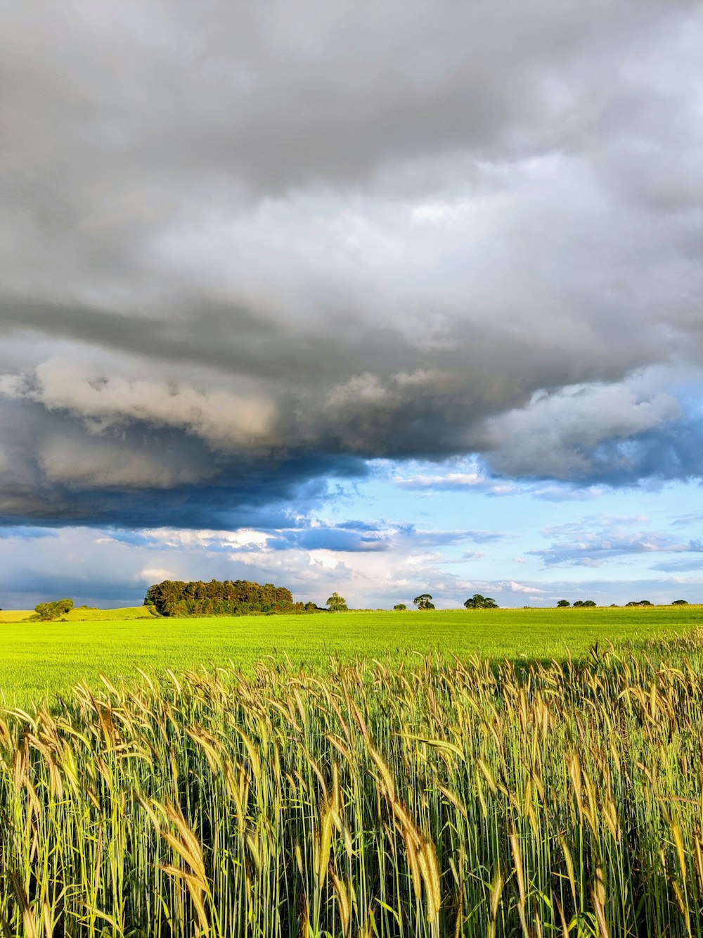 a large field of green grass under a cloudy sky