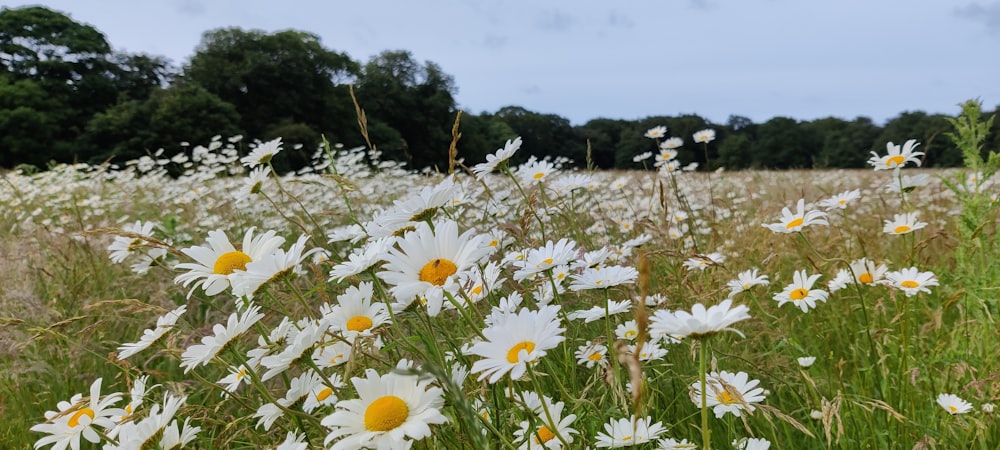 a field full of white and yellow flowers