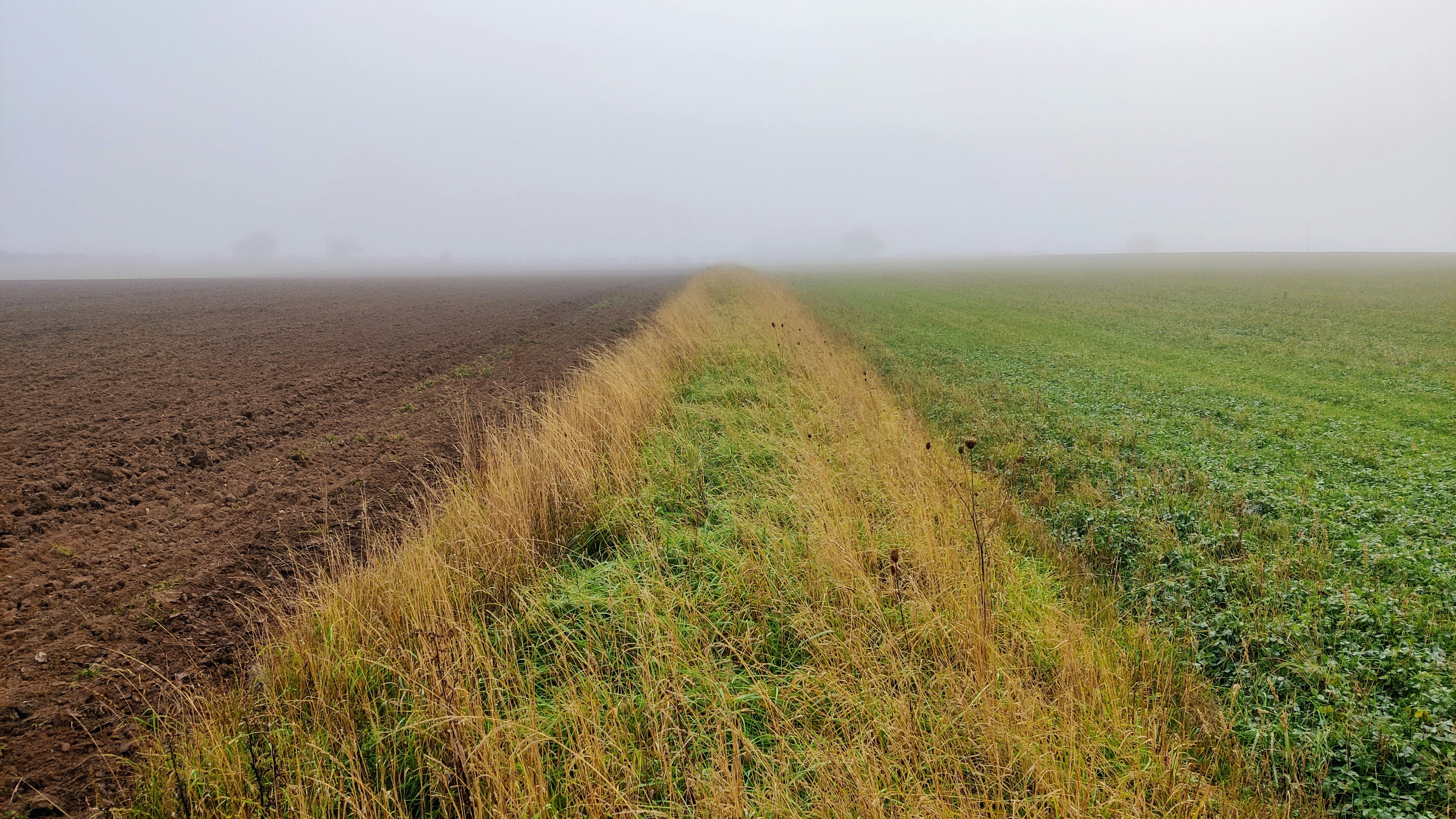 A beetle bank in a field on an organic farm
