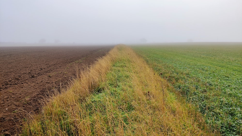 a foggy field with a long line of grass in the foreground