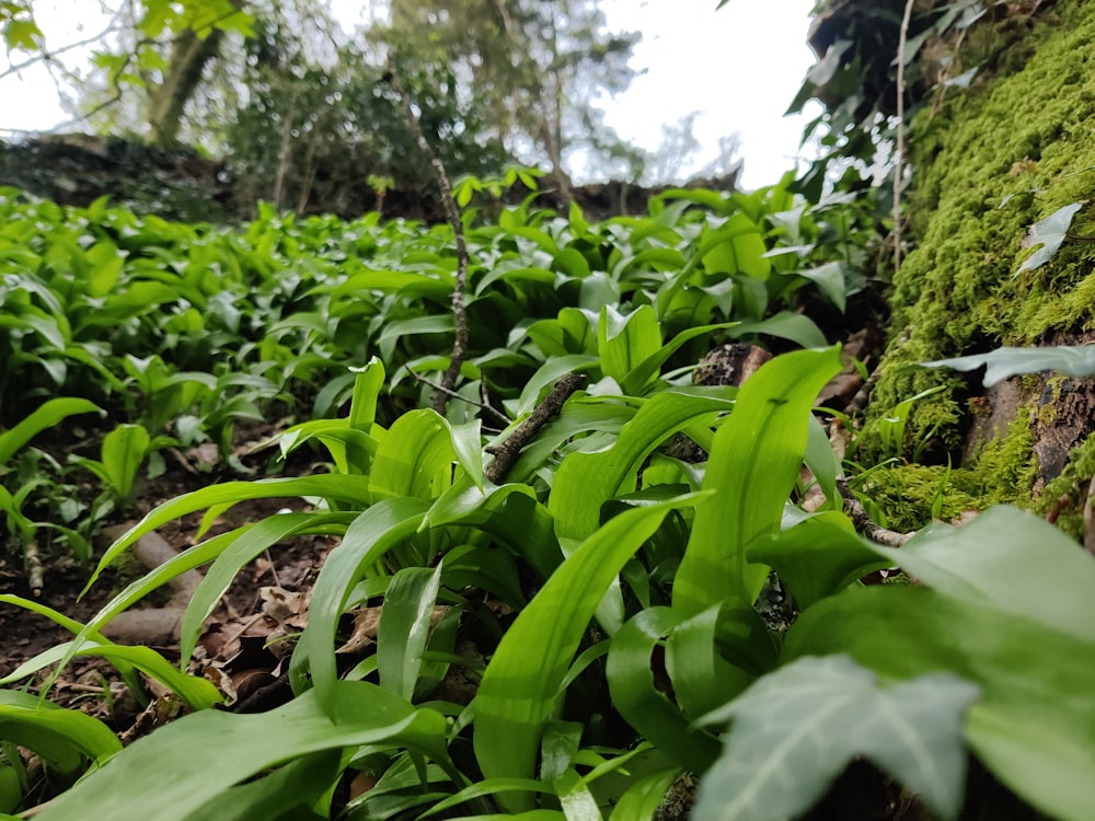 a lush green forest filled with lots of plants