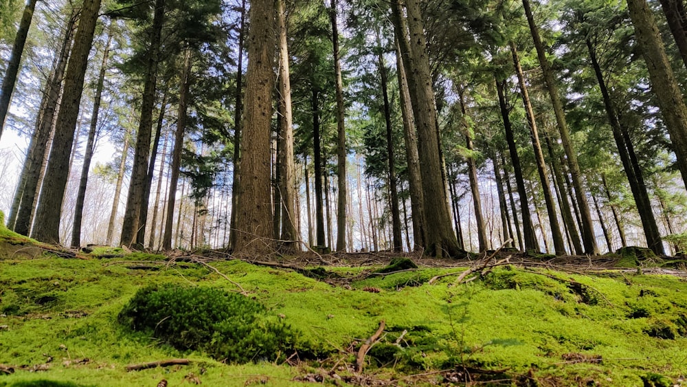 a lush green forest filled with lots of trees