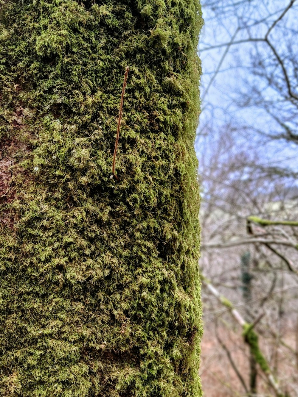 a close up of a tree with moss growing on it