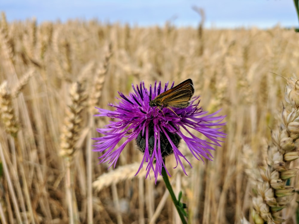 a butterfly sitting on a purple flower in a wheat field