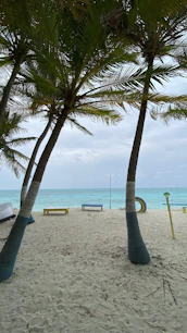 a couple of palm trees sitting on top of a sandy beach