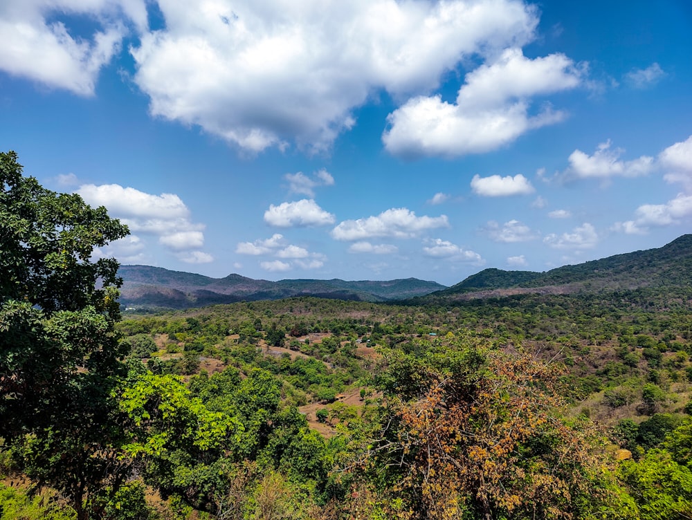 a lush green forest filled with lots of trees