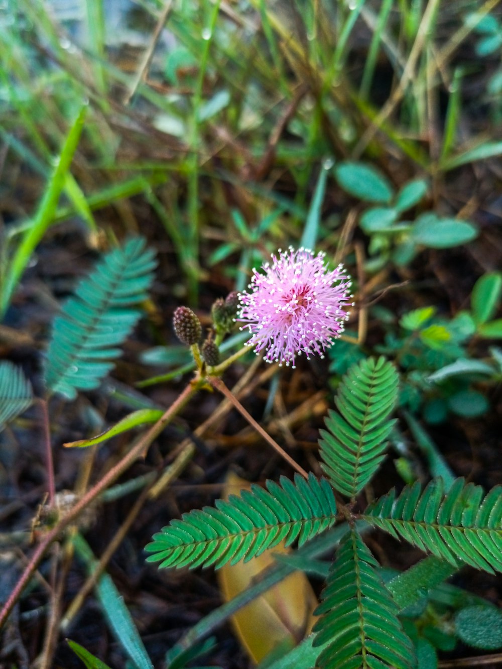 eine kleine rosa Blume, die auf einem üppig grünen Feld sitzt